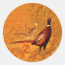 Search for pheasant stickers Nature