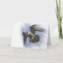 Search for peregrine cards Bird of prey