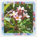 Search for frangipani stickers Flower