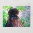 Search for silky postcards Poultry