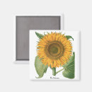 Search for perennials magnets Botanical