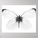Search for black and white butterfly posters Vintage