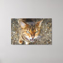Search for cat canvas prints Wild