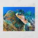 Search for blue shells postcards Coral