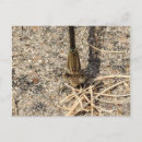 Search for nature landscapes postcards Animals