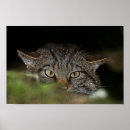 Search for wildcat posters Kitten