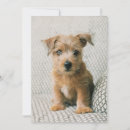 Search for norfolk cards Dog