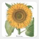 Search for vintage sunflower stickers Nature