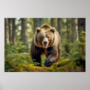 Search for wild bear posters Nature