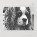 Search for charles postcards Spaniel