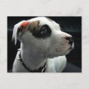 Search for pit bull Apbt