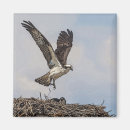 Search for wild birds magnets Avian