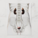 Search for three dimensional postcards Physiology