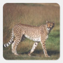 Search for plains stickers Animal