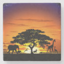 Search for african animal coasters Wildlife