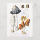 Search for vintage mushrooms postcards Illustration