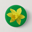 Search for daffodil badges Botanical
