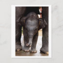 Search for elephants postcards Asian