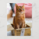 Search for cat mother postcards Kitty