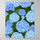 Search for blue hydrangea posters Hydrangeas