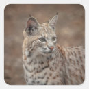 Search for bobcat stickers Wildlife