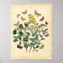 Search for lepidoptera Insect