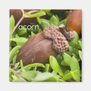 Search for acorns magnets Nature