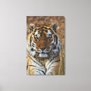 Search for panthera canvas prints Animal