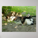 Search for huskies posters Alaskan malamute