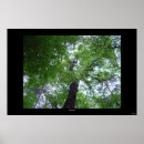 Search for canopy posters Leaves
