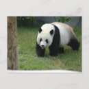 Search for giants postcards Animal