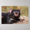 Search for tasmanian devil posters Nature