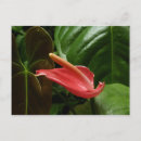 Search for calla photography Pink