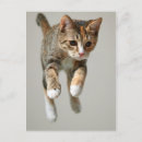 Search for tortoiseshell photography Kitten