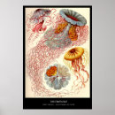 Search for jellyfish posters Biology