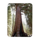 Search for grove magnets Nature