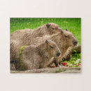 Search for capybara puzzles South america