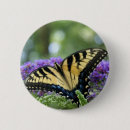 Search for butterfly badges Photography