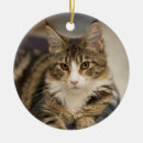 Search for maine coon christmas tree decorations Kitten