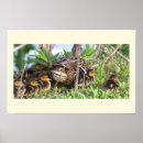 Search for ducky posters Ducklings