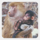 Search for baboons stickers Wildlife
