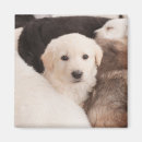 Search for pile magnets Dog