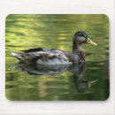 Search for ducks swimming mousepads Reflection