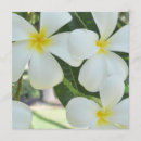 Search for plumeria wedding invitations Tropical