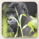 Search for rainforest coasters Wildlife