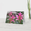 Search for bromeliad Floral