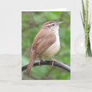Search for wrens cards Carolina wren