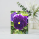 Search for deep purple postcards Flower