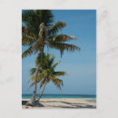 Search for belizean postcards Caribbean
