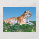 Search for recliner postcards Cats